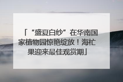 “盛夏白纱”在华南国家植物园惊艳绽放！海杧果迎来最佳观赏期