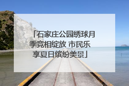 石家庄公园绣球月季竞相绽放 市民乐享夏日缤纷美景