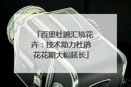 百里杜鹃汇境花卉：技术助力杜鹃花花期大幅延长