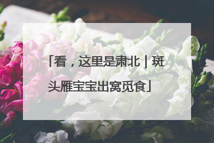 看，这里是肃北｜斑头雁宝宝出窝觅食