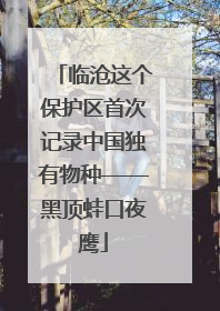 临沧这个保护区首次记录中国独有物种——黑顶蛙口夜鹰