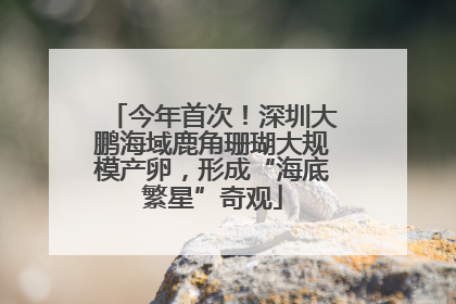 今年首次！深圳大鹏海域鹿角珊瑚大规模产卵，形成“海底繁星”奇观