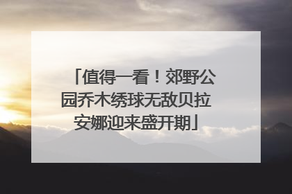 值得一看！郊野公园乔木绣球无敌贝拉安娜迎来盛开期