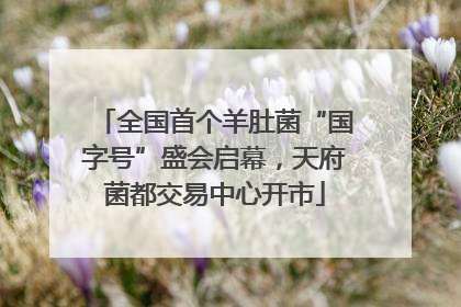 全国首个羊肚菌“国字号”盛会启幕，天府菌都交易中心开市