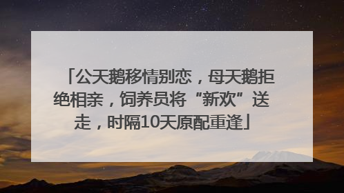 公天鹅移情别恋，母天鹅拒绝相亲，饲养员将“新欢”送走，时隔10天原配重逢