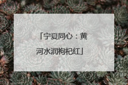 宁夏同心：黄河水润枸杞红