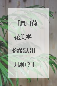 夏日荷花美学 你能认出几种？