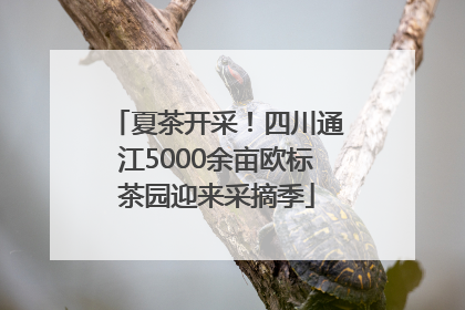 夏茶开采！四川通江5000余亩欧标茶园迎来采摘季