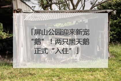 屏山公园迎来新宠“鹅”！两只黑天鹅正式“入住”