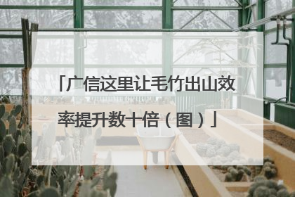 广信这里让毛竹出山效率提升数十倍（图）