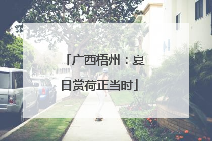 广西梧州：夏日赏荷正当时