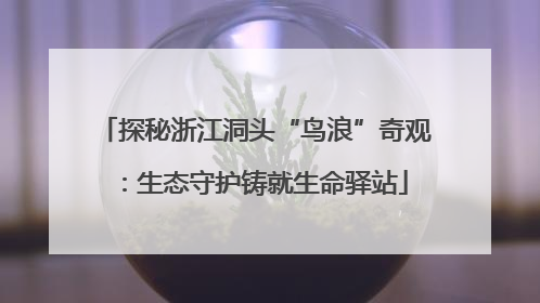 探秘浙江洞头“鸟浪”奇观：生态守护铸就生命驿站