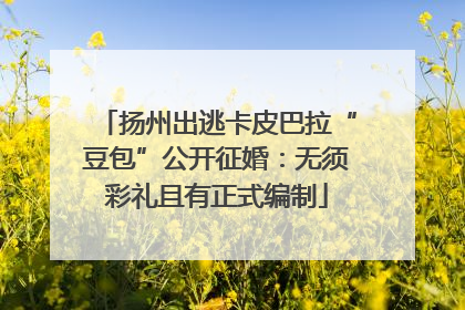 扬州出逃卡皮巴拉“豆包”公开征婚：无须彩礼且有正式编制