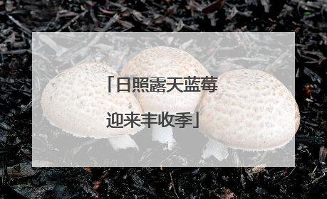 日照露天蓝莓迎来丰收季