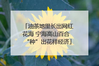 油茶地里长出网红花海 宁海高山百合“种”出花样经济