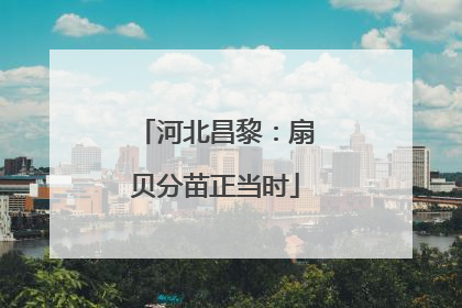 河北昌黎：扇贝分苗正当时