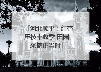 河北顺平：红杏压枝丰收季 田园采摘正当时
