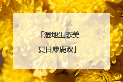 湿地生态美 夏日麋鹿欢
