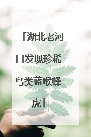 湖北老河口发现珍稀鸟类蓝喉蜂虎