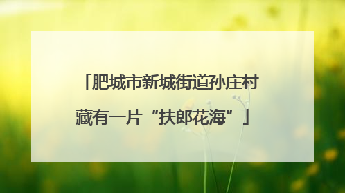 肥城市新城街道孙庄村藏有一片“扶郎花海”