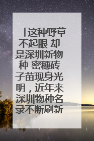 这种野草不起眼 却是深圳新物种 密穗砖子苗现身光明,近年来深圳物种名录不断刷新