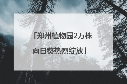 郑州植物园2万株向日葵热烈绽放