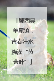 郧西县羊尾镇：青春汗水浇灌“黄金叶”