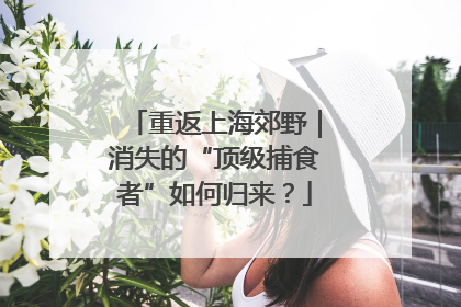 重返上海郊野｜消失的“顶级捕食者”如何归来？