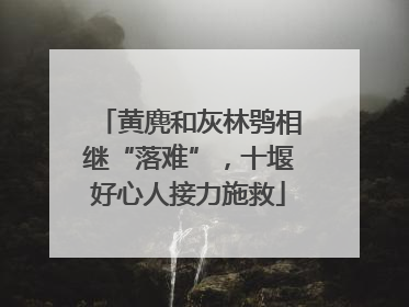 黄麂和灰林鸮相继“落难”，十堰好心人接力施救