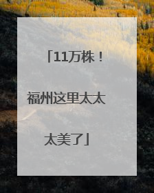 11万株！福州这里太太太美了
