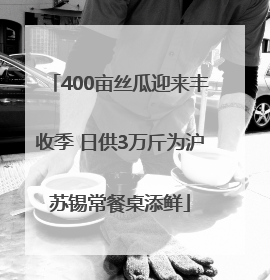 400亩丝瓜迎来丰收季 日供3万斤为沪苏锡常餐桌添鲜